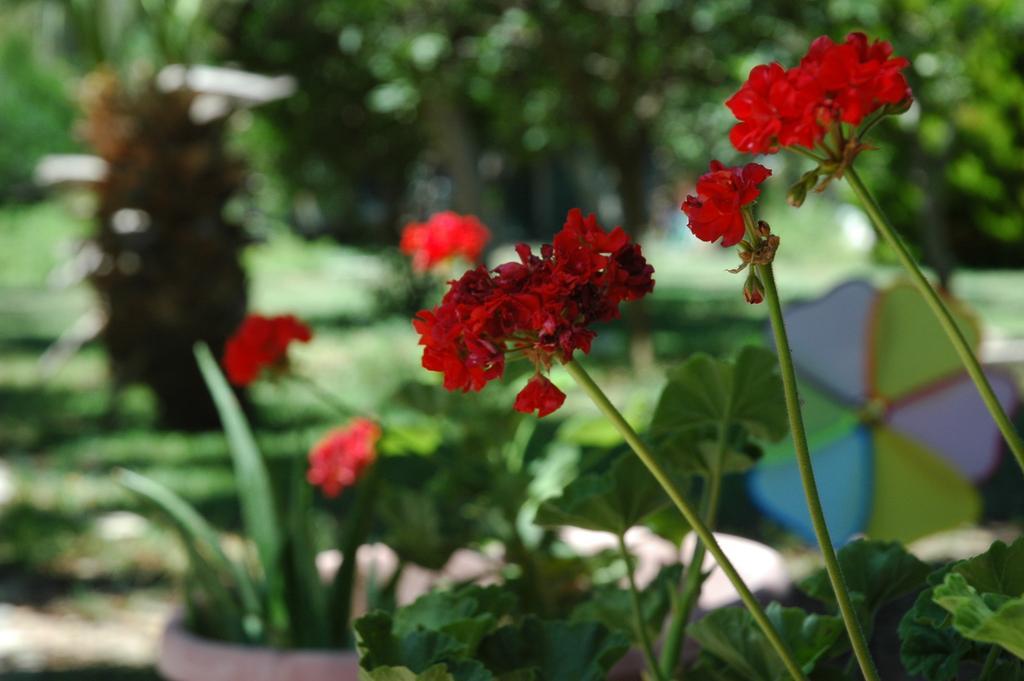 Hotel apartamentowy Alfa