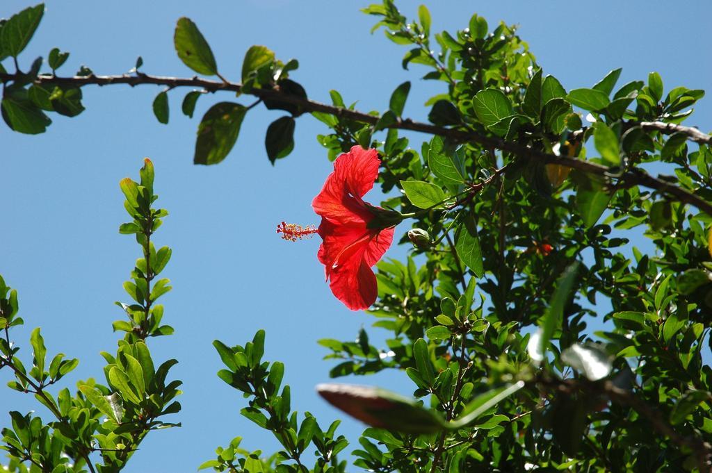 Hotel apartamentowy Alfa Bodrum